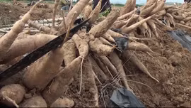 Người trồng sắn lao đao khi giá giảm một nửa