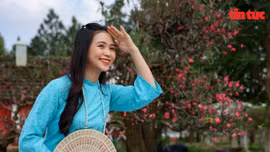 Lần đầu tiên Hà Nội tổ chức hội thi hoa đào truyền thống cấp thành phố