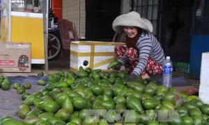 Đắk Lắk chuyển diện tích cà phê ngoài quy hoạch sang trồng loại cây khác