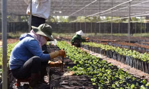 Đắk Nông công nhận 5 vườn ươm giống đạt chuẩn VnSat phục vụ tái canh cây cà phê