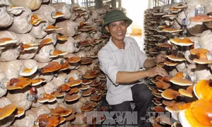 Cựu quân nhân làm kinh tế giỏi 