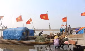 Ngư dân Thanh Hóa bội thu cá trích 