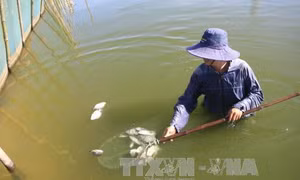 Chưa xử lý dứt điểm ô nhiễm, cá tiếp tục chết ở Đầm Dơi