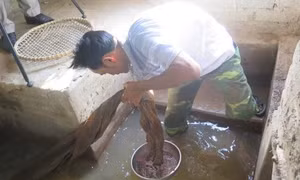 Vùng rươi nổi tiếng Hải Dương vào vụ