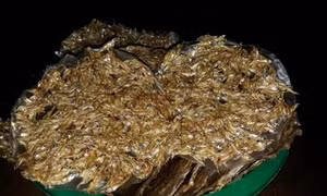 Bánh tráng cá cơm - đặc sản sông nước vùng biên Kon Tum