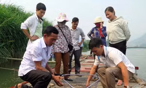 Làm giàu từ nuôi cá thuộc nhóm 'ngũ quý'