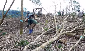 Nông dân Phú Yên bán cây cao su và keo với giá rẻ 