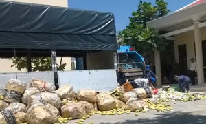 Khó kiểm soát xoài nhập lậu qua biên giới 