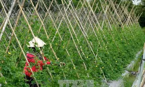 Nông nghiệp công nghệ cao: 'Mở khóa' giá trị vùng đất khó