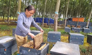 Đắk Lắk nâng cao năng suất, chất lượng mật ong 