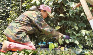 Thận trọng khi giá tiêu tăng cao