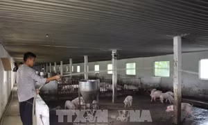 Những ông chủ trẻ khởi nghiệp từ nghề nông