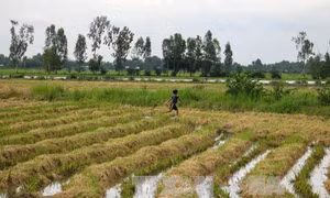 Đồng bằng sông Cửu Long mùa nước nổi - Bài 2: Nông dân mở đồng đón phù sa 