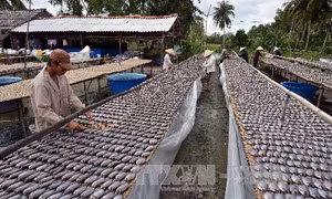 Nâng cao giá trị đặc sản cá bổi U Minh 