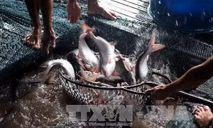 Nông dân vẫn ngại thả nuôi dù cá tra tăng giá