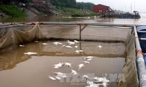 Thừa Thiên - Huế: Cá chết hàng loạt trên sông Đại Giang do thiếu oxy, nhiều khí độc