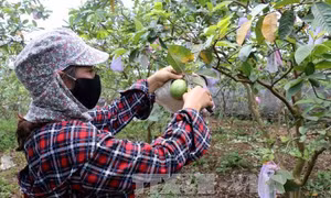 Nghệ An: Trồng ổi trên đất bạc màu cho lãi hàng trăm triệu đồng một năm