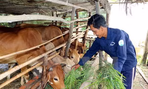 Bổ sung chính sách để giảm nghèo bền vững