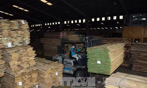 Khai thác các lợi ích từ rừng để 'nuôi' rừng 