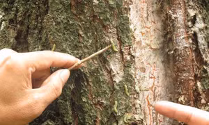 Nghệ An: Sâu róm gây hại rừng thông 