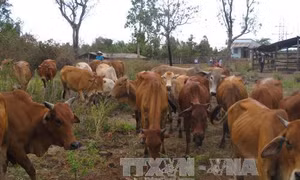 Hỗ trợ xây dựng mô hình chăn nuôi bò cho các hộ di dân, định canh, định cư