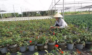 Người trồng hoa vui vì hoa Tết nở đúng hẹn