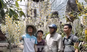 Khởi nghiệp từ đam mê lan rừng 