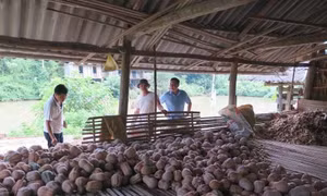 Hàng trăm hộ dân ở Thái Nguyên lao đao vì bí đỏ mất mùa, trượt giá