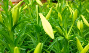 Những ngón tay thon của tháng Tư đón gió mát mùa hè