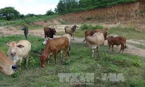 Hiệu quả từ việc chăn nuôi bò dưới tán rừng