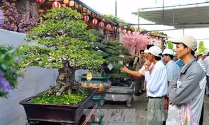 Nghệ nhân bonsai ở đất Tây Đô 