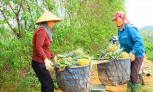 Giải quyết chế độ cho lao động tiền trạm kinh tế mới thời kỳ 1976-1980
