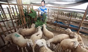 Phối hợp hiệu quả để thực hiện chính sách tín dụng 