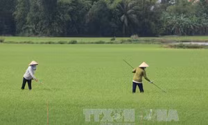 Đồng bằng sông Cửu Long đã gieo cấy hơn 355.000 ha lúa thu đông