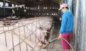 Giá lợn tại Đồng Nai tiếp tục lao dốc