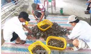 Giá tôm nguyên liệu tại Bạc Liêu tăng 