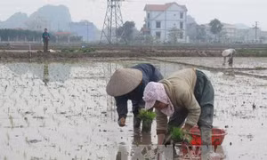 Thời tiết thuận lợi cho bà con nông dân đổ ải vụ đông xuân
