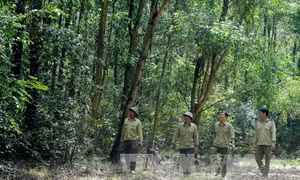 Đà Nẵng chú trọng bảo vệ rừng tại các vùng trọng điểm
