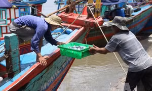 Nghệ An đầu tư nâng cấp các cảng cá, bến cá