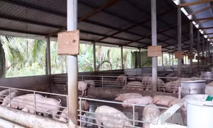 Giá lợn bấp bênh, nông dân lo lắng