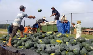 Tìm đầu ra cho nông sản, phải cải thiện được chất lượng sản phẩm