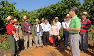 Lập kế hoạch sản xuất kinh doanh cho nông dân sản xuất cà phê