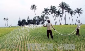 Mang giống tỏi Lý Sơn về trồng, thu 300 triệu đồng/ha