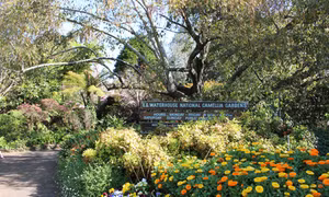 Khu vườn mùa xuân đẹp nhất ở Sydney
