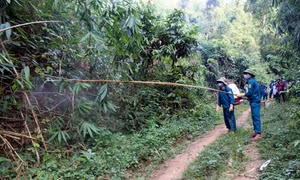Điện Biên đối phó với dịch châu chấu tre lưng vàng