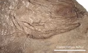 Phát hiện hóa thạch cá có niên đại 240 triệu năm 