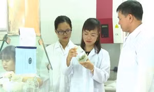 Cốm dinh dưỡng chùm ngây 100%: Giấc mơ vì sức khỏe Việt