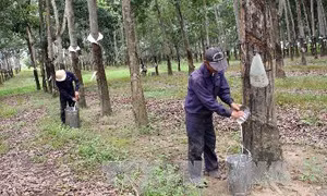 Thông tin về vụ việc lấn chiếm đất, chống người thi hành công vụ tại xã Ia Chim, Kon Tum