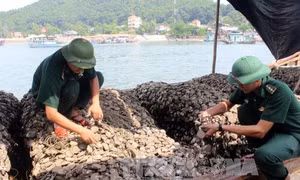 Bắt giữ hơn 10 tấn hàu giống nhập lậu từ Trung Quốc