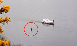 ‘Quái vật hồ Loch Ness’ bất ngờ trồi lên, ngỏng cổ di chuyển gần tàu du lịch